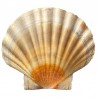 Shell Omala S4 WE 150 - 460