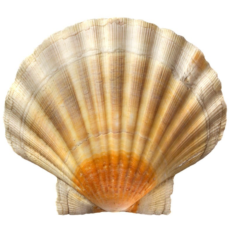 Shell D971